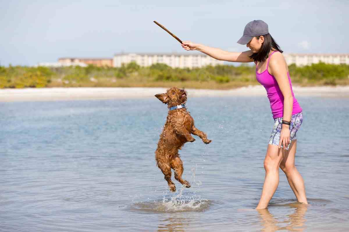 Are Mini Goldendoodles Athletic? #Dogs #Puppies #Goldendoodles #Doodles #Doods