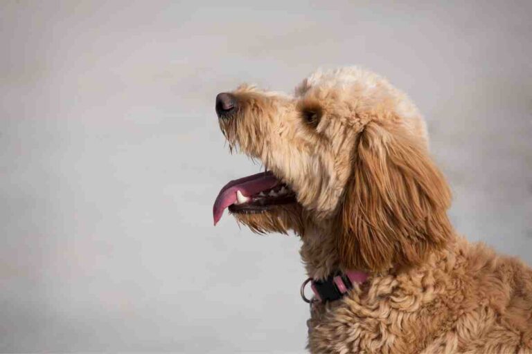 How Big Will An F1B Goldendoodle Get?