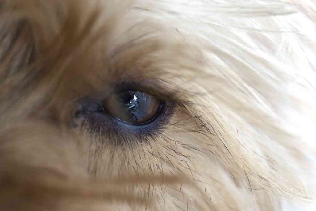 Goldendoodle Eyelashes, Should You Cut Them? Goldendoodle Advice