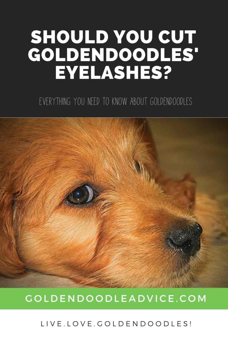 Should you cut Goldendoodles’ eyelashes _
