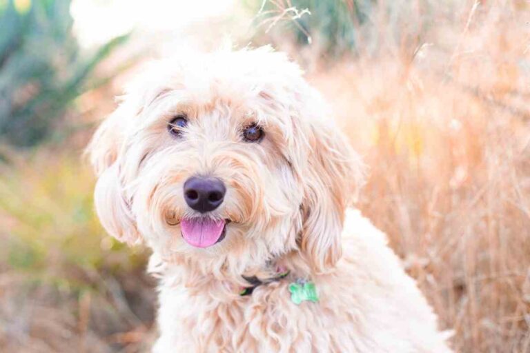 What Color Goldendoodle Is Best?