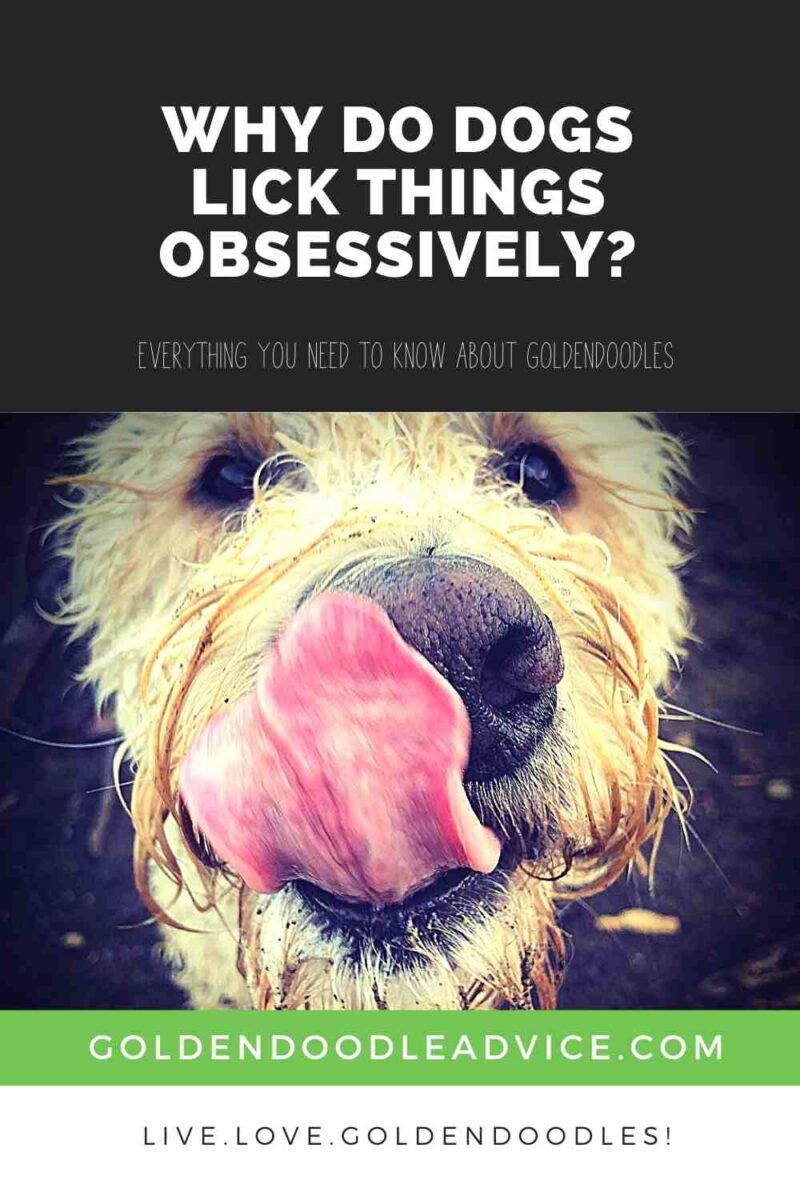 why-do-dogs-lick-things-obsessively-goldendoodle-advice