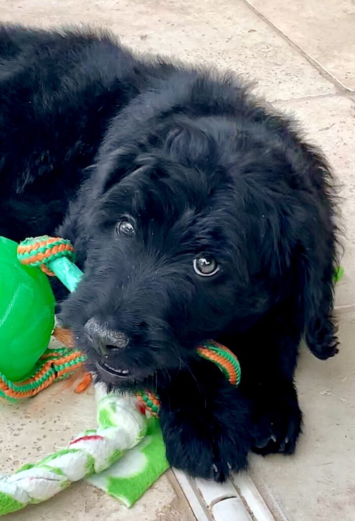 What Color Goldendoodle Is Best?