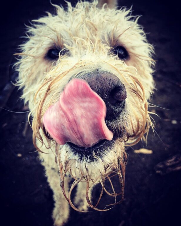 Why do Goldendoodles Lick so Much- 13 Reasons and Vet Tells You How To ...