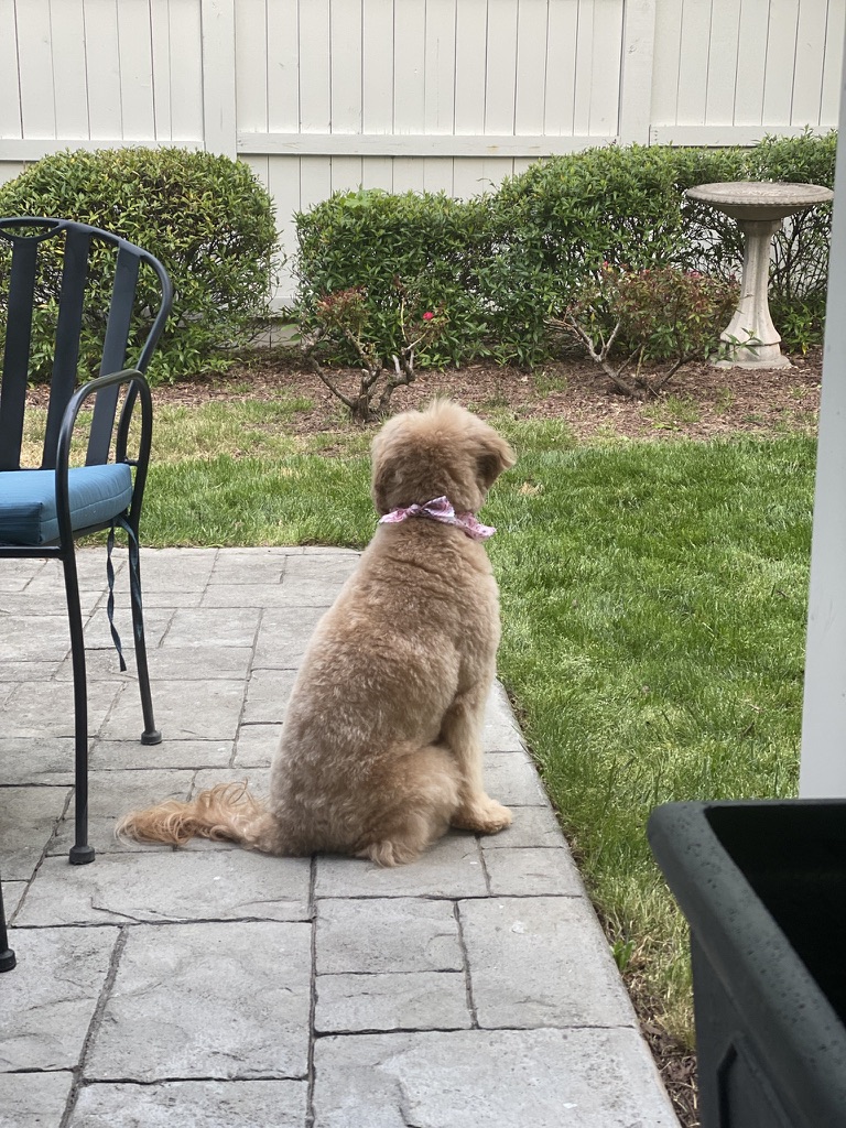 7 Ways To Help A Goldendoodle Who Is Scared Of Everything