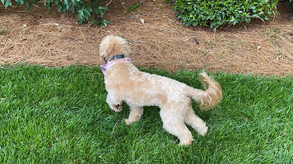 7 Ways To Help A Goldendoodle Who Is Scared Of Everything 1