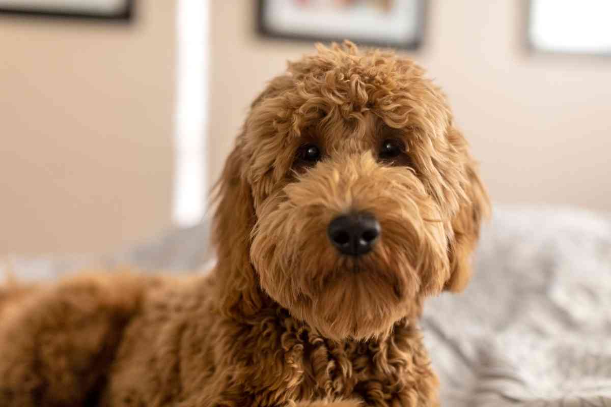 Are Goldendoodles Low Maintenance? Goldendoodle Advice