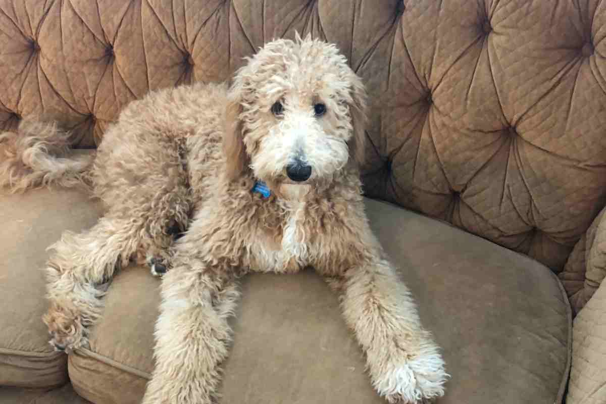 Are Goldendoodles Stubborn?