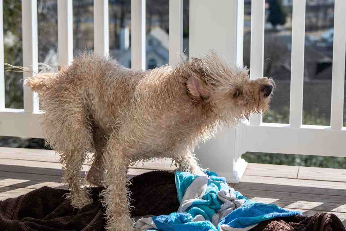 How Often Should I Comb My Goldendoodle