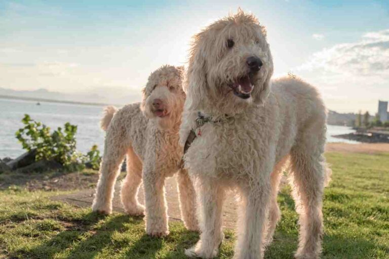 Can You Breed Two Goldendoodles Together?