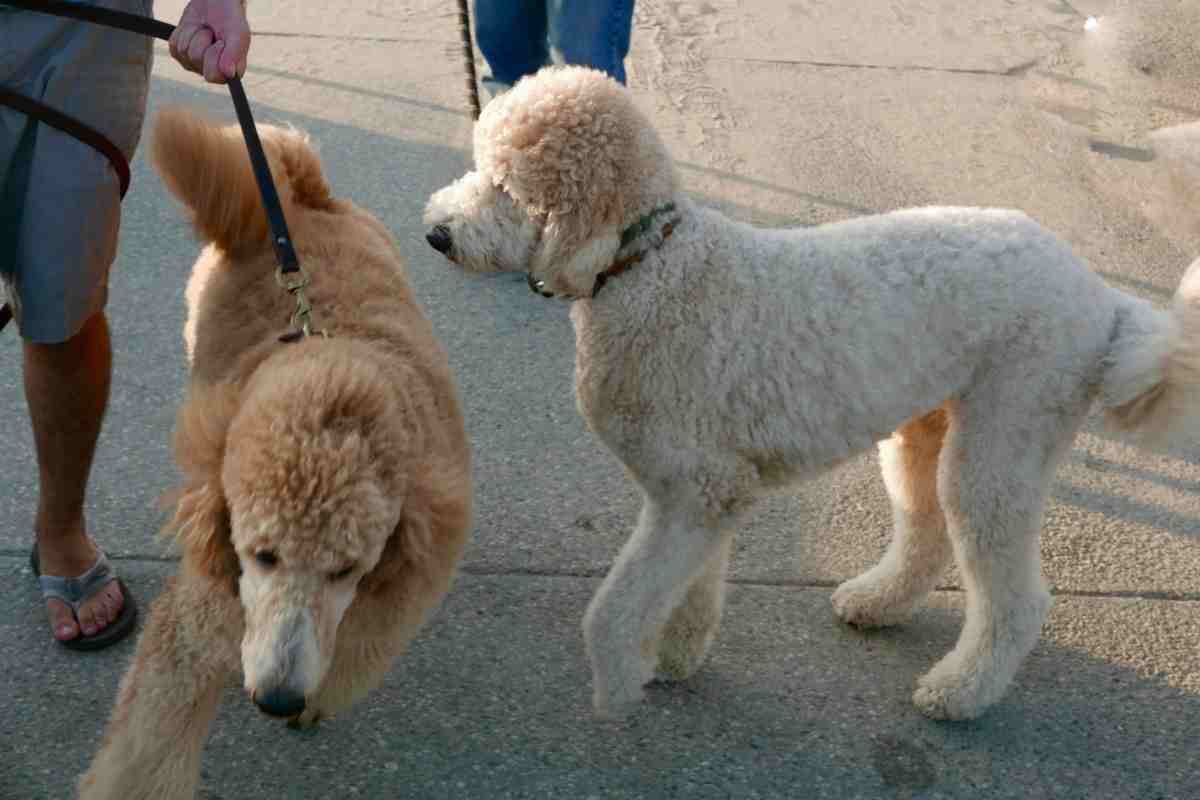 Can You Breed Two Goldendoodles Together?