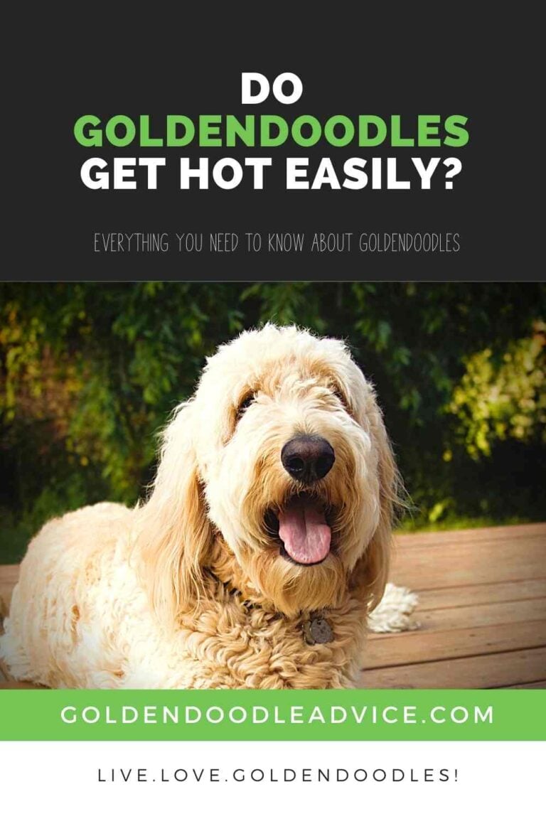 Are Goldendoodles Low Maintenance Goldendoodle Advice