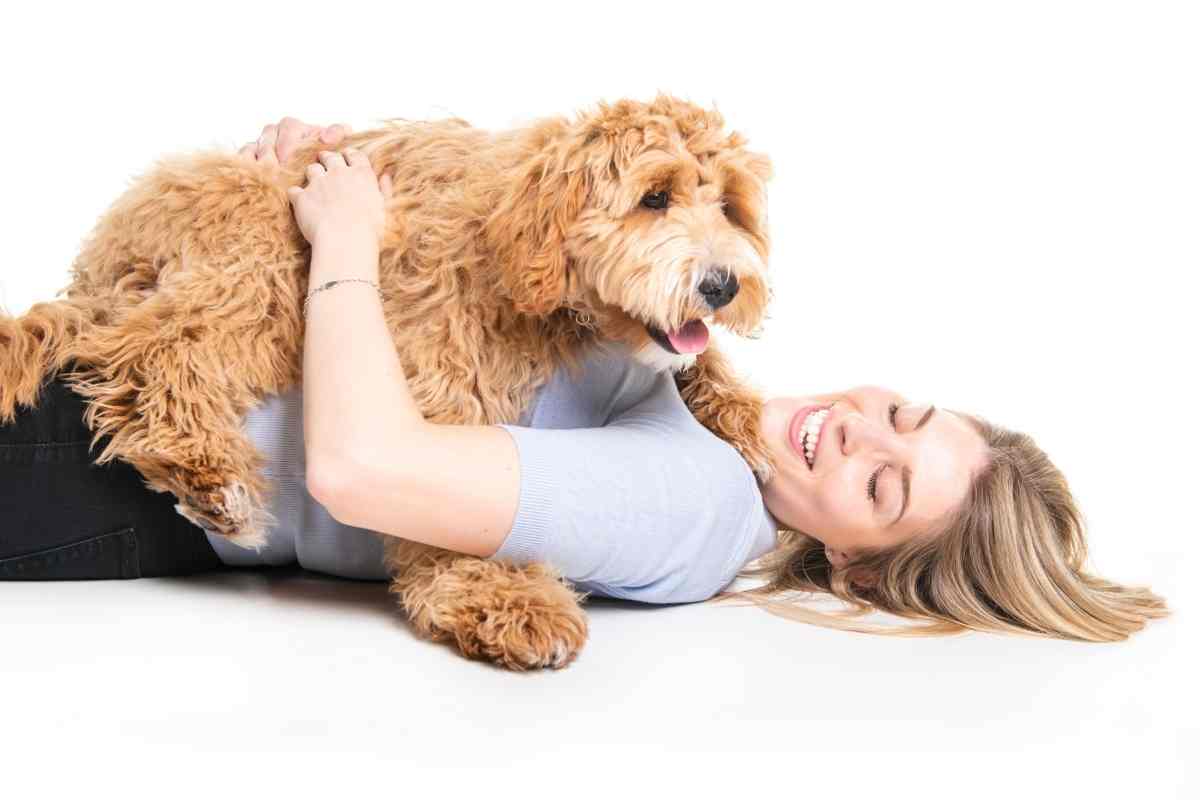 Do Goldendoodles Like To Be Held?