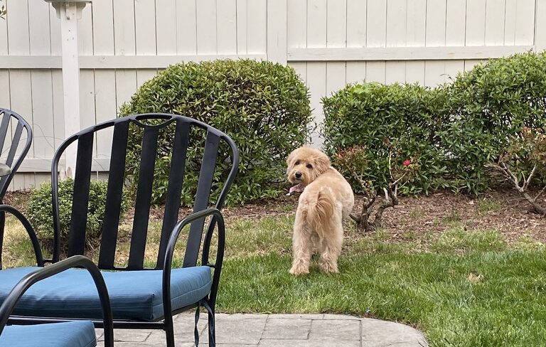 7 Ways To Help A Goldendoodle Who Is Scared Of Everything