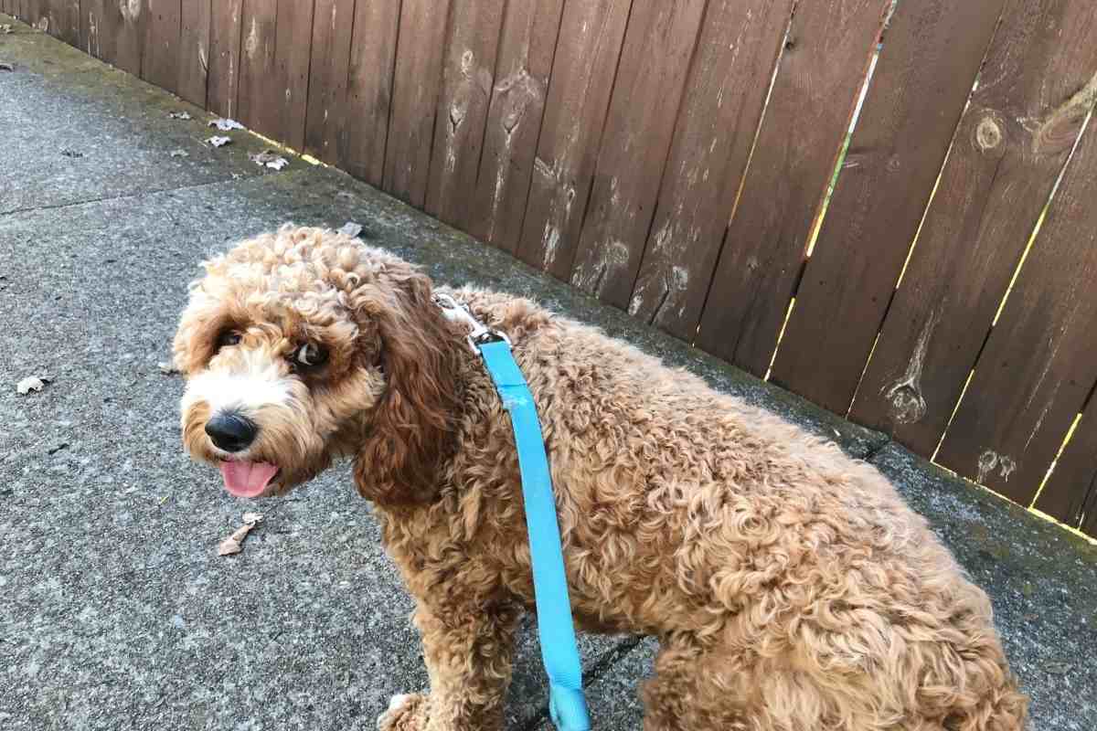How Often Do Goldendoodles Need To Be Walked?