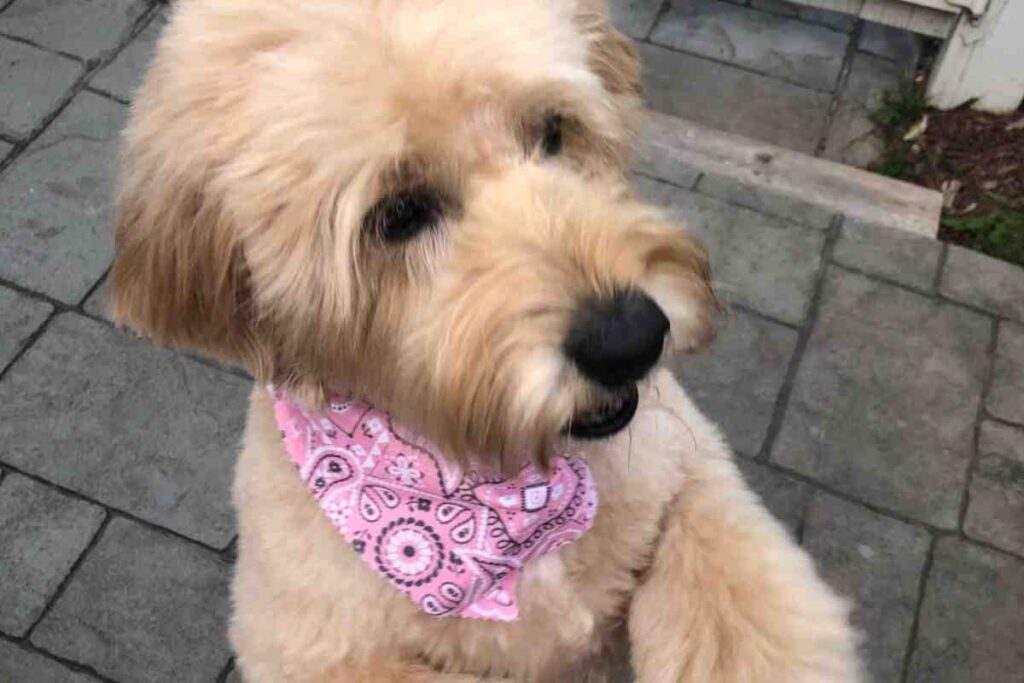 How to Tell If A Goldendoodle Puppy Will Be Curly [3 Steps To Determine