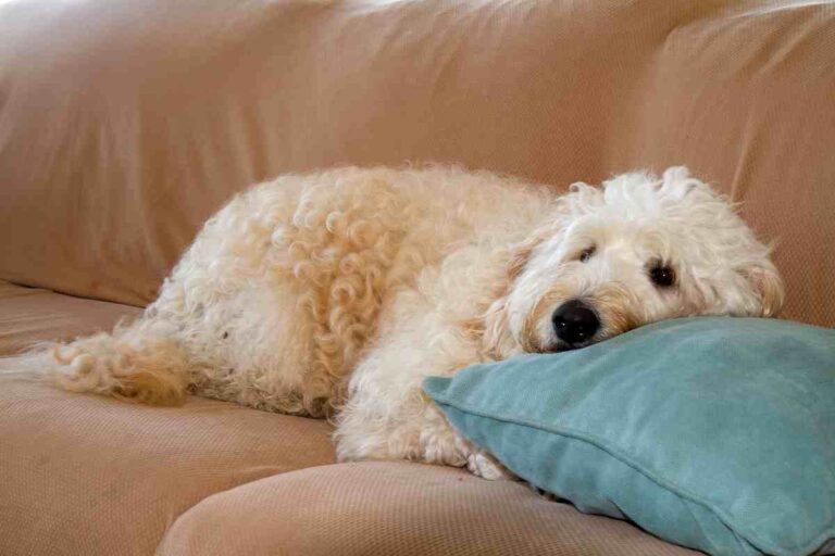 Can A Goldendoodle Be Left Alone? (The Answer May Surprise You!)