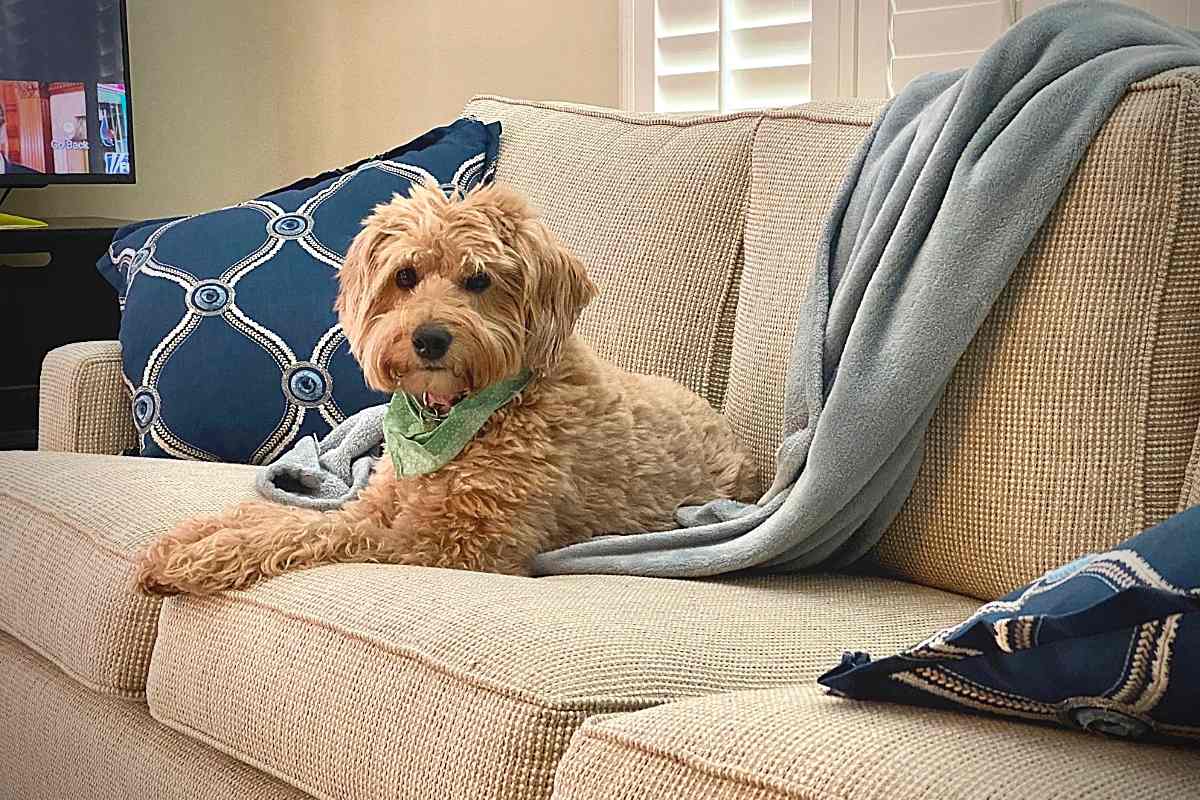 Is A Goldendoodle A Good House Dog?