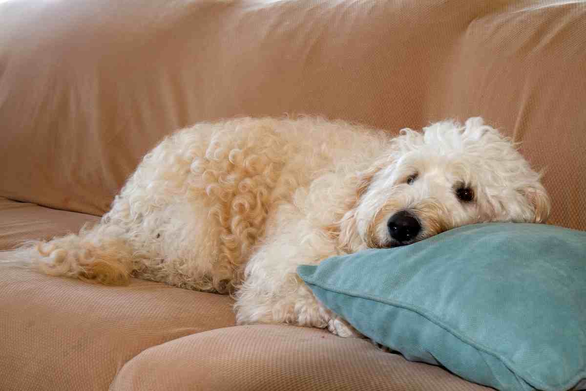 Is A Goldendoodle A Good House Dog?