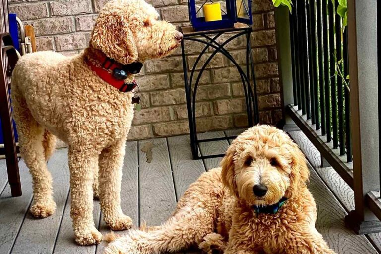 Male Vs. Female Goldendoodles: Is There A Difference?