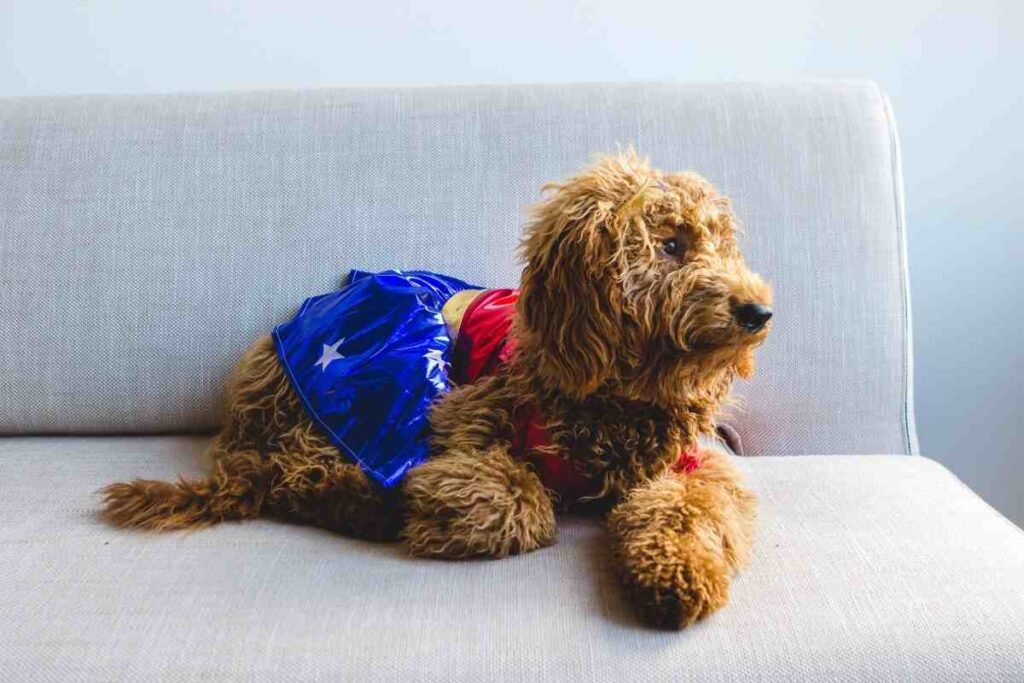 When Do Goldendoodles Shed their Puppy Coat?