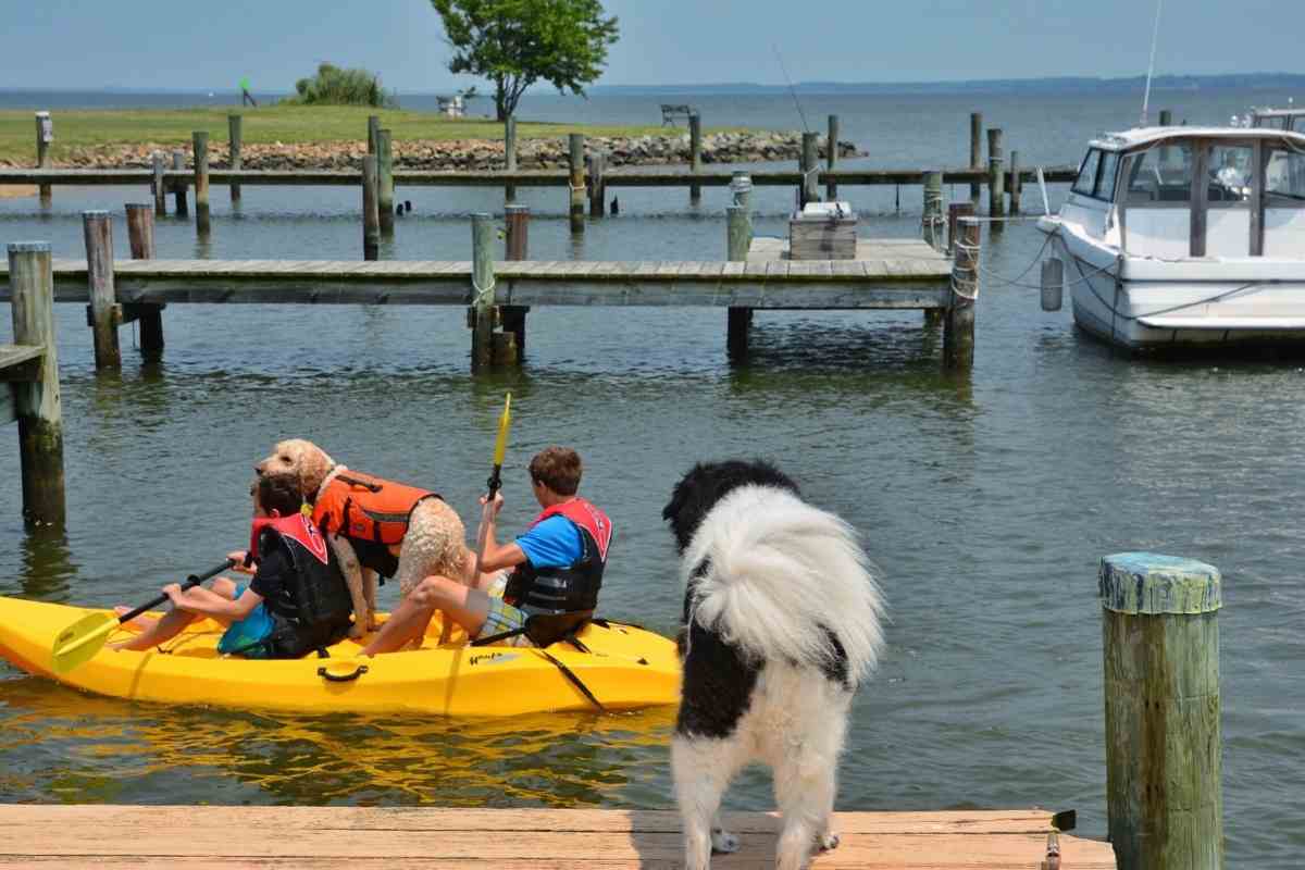 5 Fun Ways To Bond With Your Goldendoodle