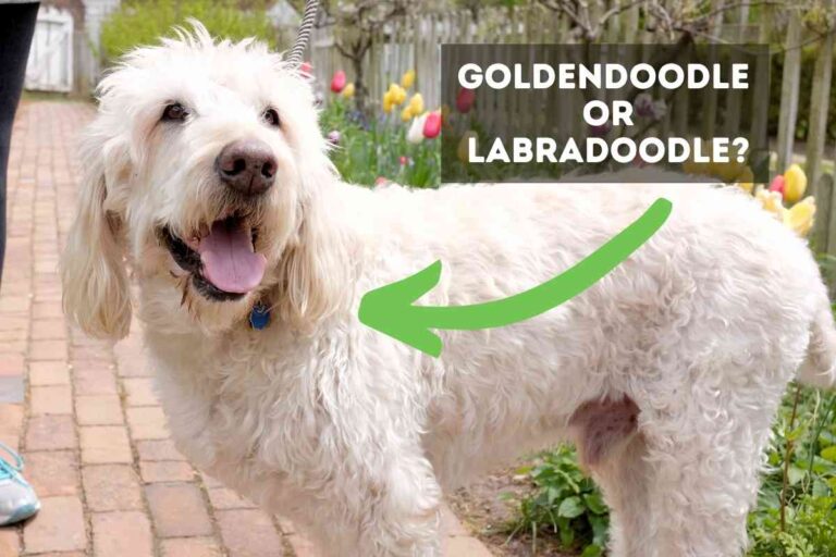 Goldendoodles Vs. Labradoodles: Should You Get One? Yes