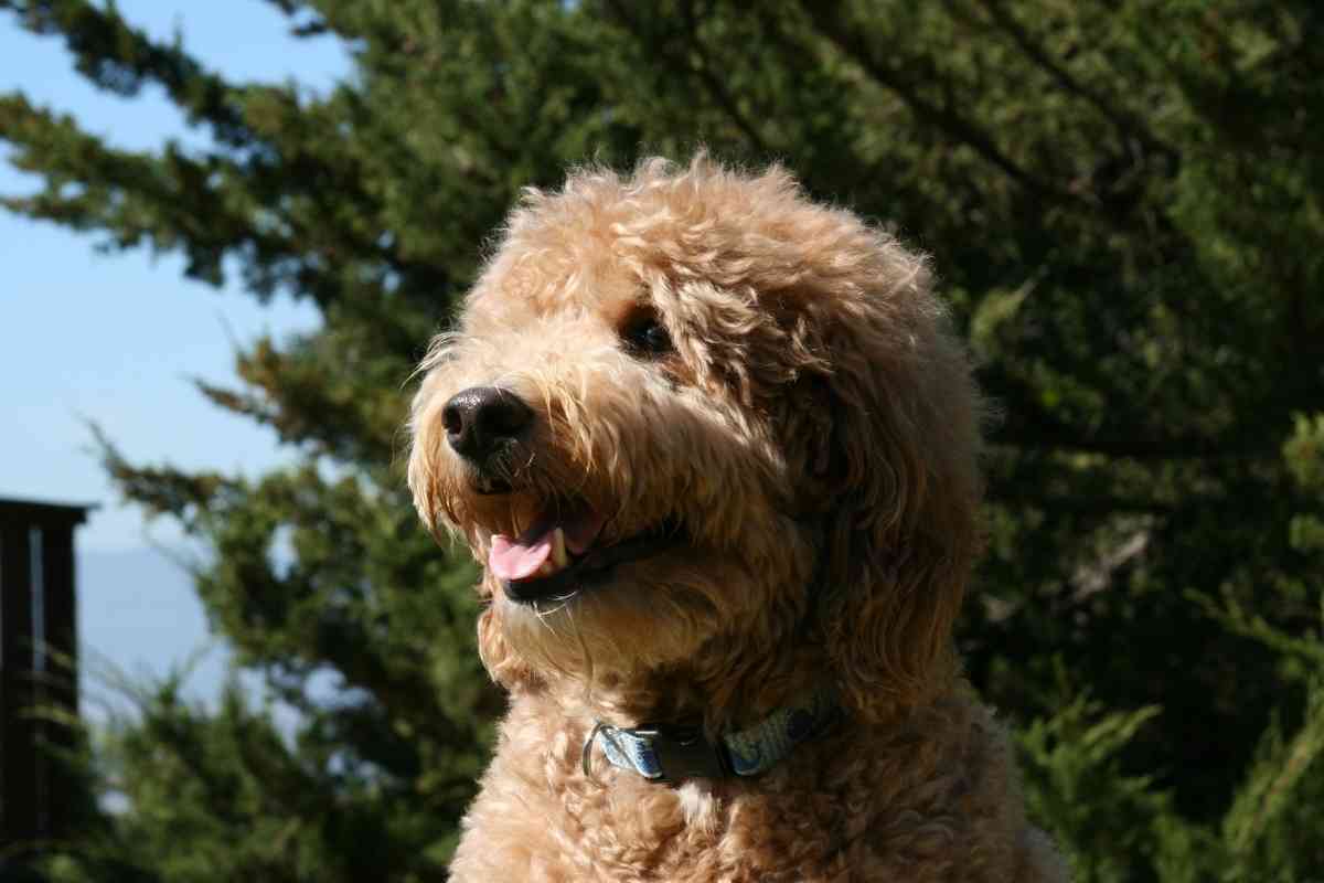 Panting In Goldendoodles: What Is Normal And What Isn’t
