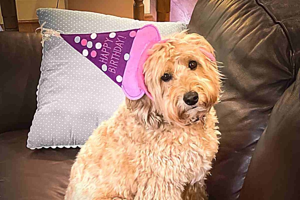 Do Goldendoodle Puppies Sleep a Lot? How Much Sleep Do They Need