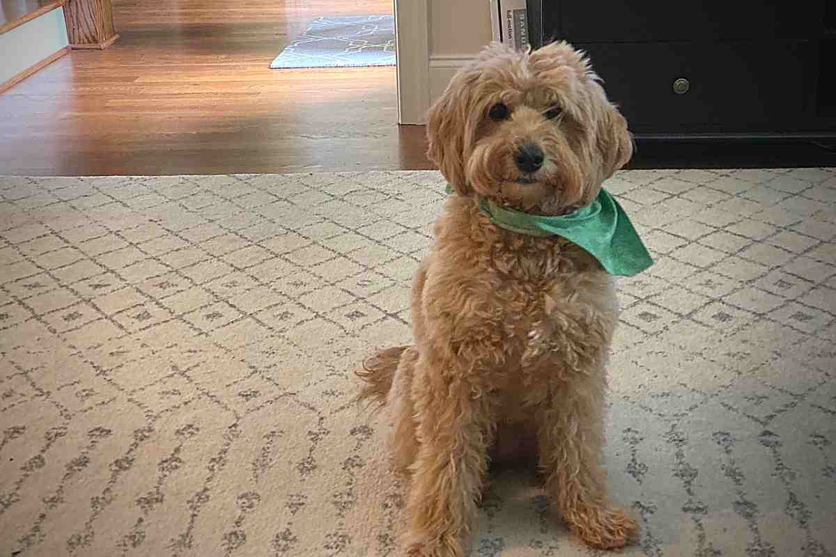 At What Age Is A Miniature Goldendoodle Fully Grown? 1