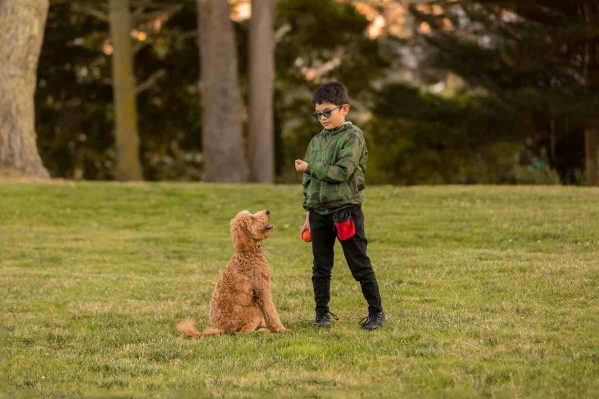 When do Goldendoodles Stop Growing?! The Complete Goldendoodle Growth Stages Guide (Vet Approved