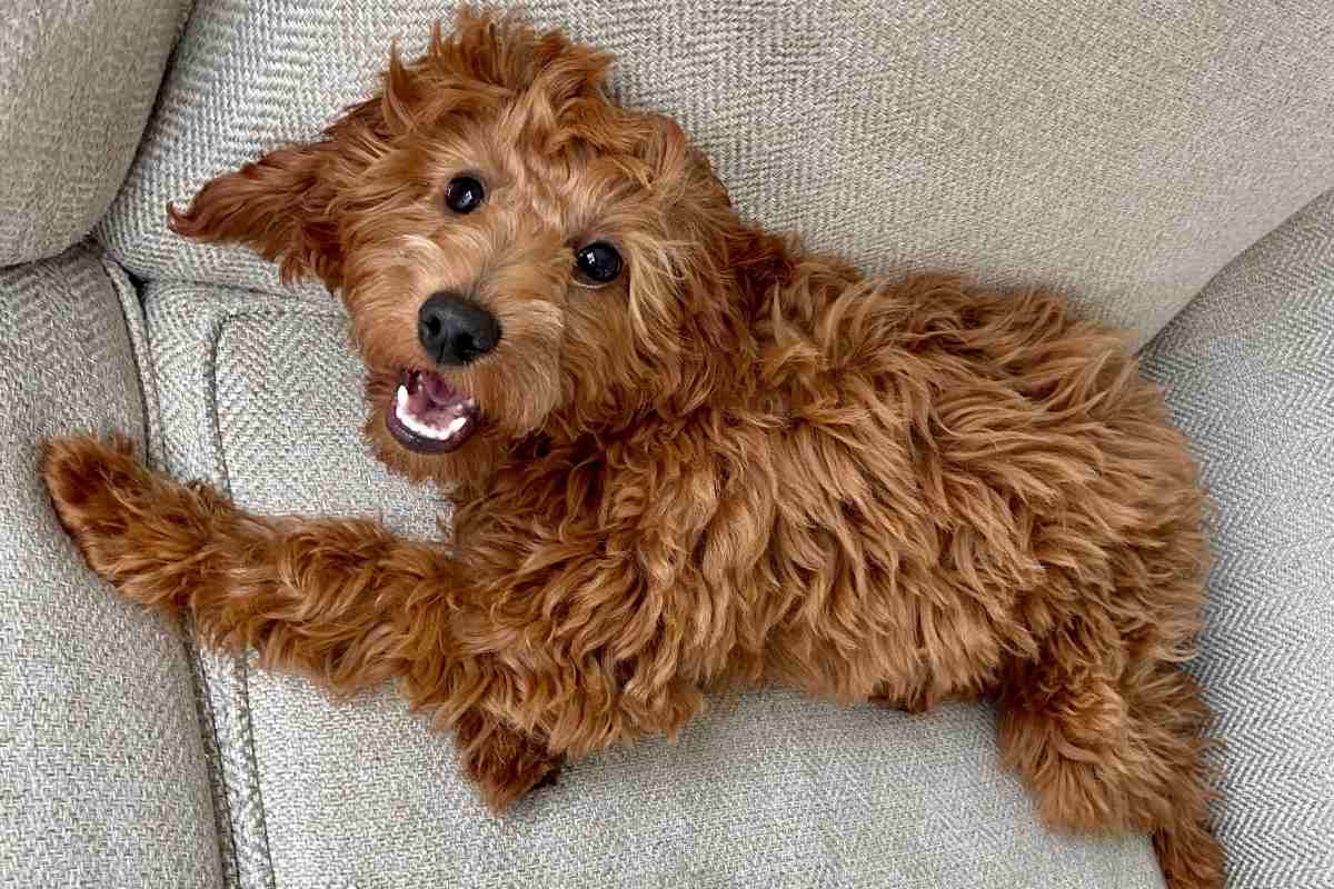 Mini Goldendoodle, F1b & F1bb - Golden Point Puppies