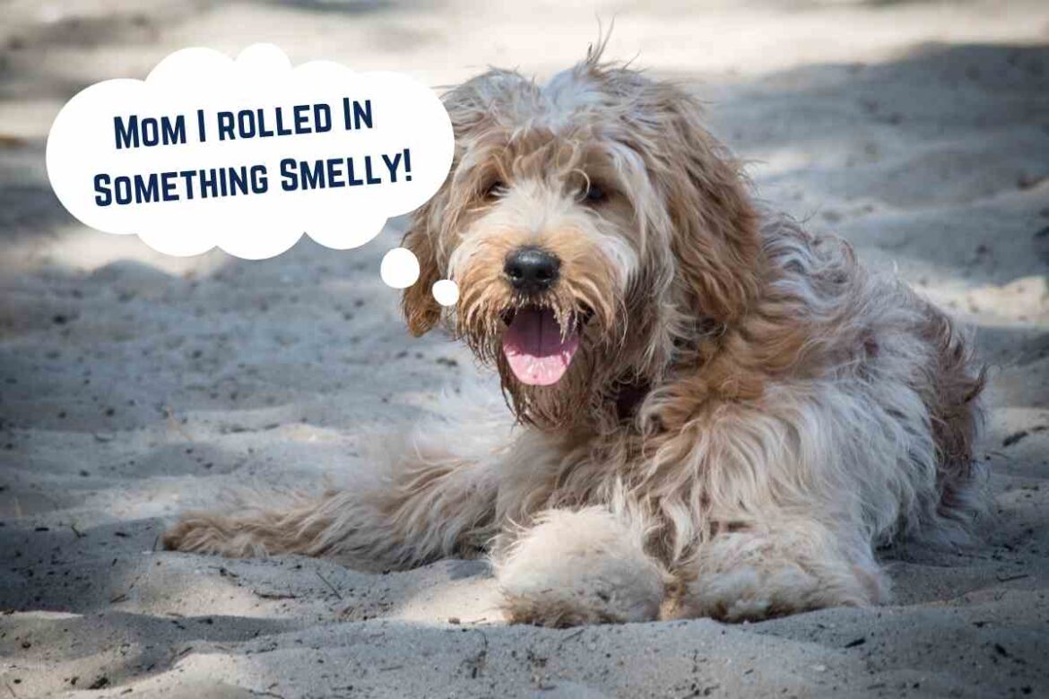 Does Your Goldendoodle Stink? (How to fix it!) Goldendoodle Advice