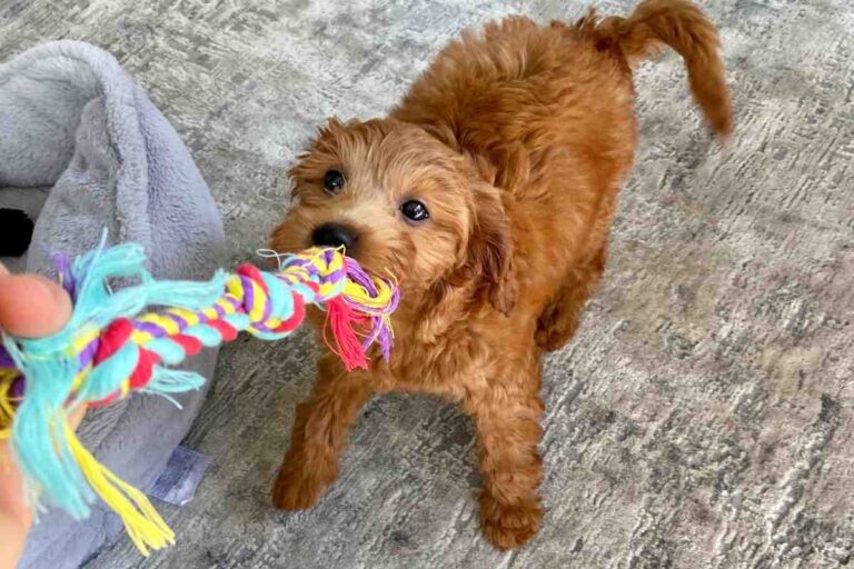 My Goldendoodle Is Out Of Control! Are Goldendoodles Crazy?!