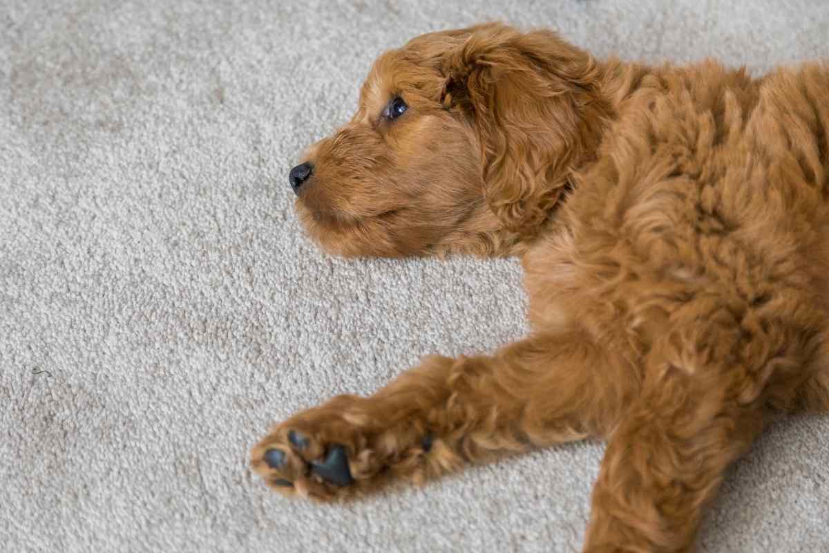 What Kind Of Cbd Oil Is Best For Goldendoodles? 1 What Kind Of Cbd Oil Is Best For Goldendoodles
