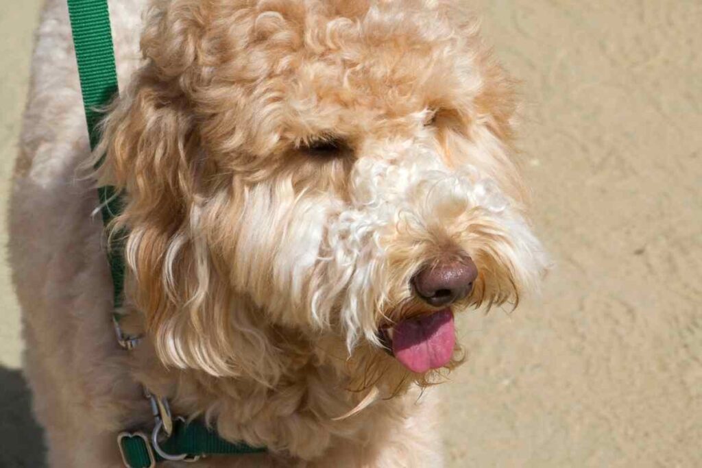 Why Are Goldendoodles (and Mini's) So Popular? Goldendoodle Advice
