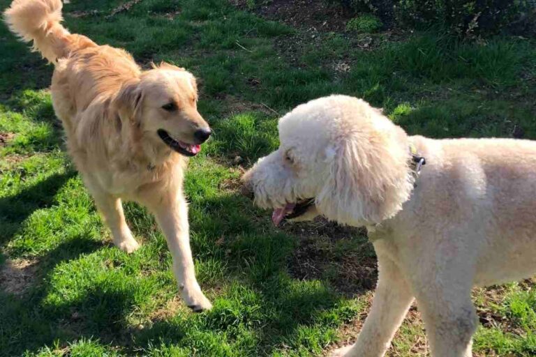 Are Goldendoodles Aggressive To Other Dogs?