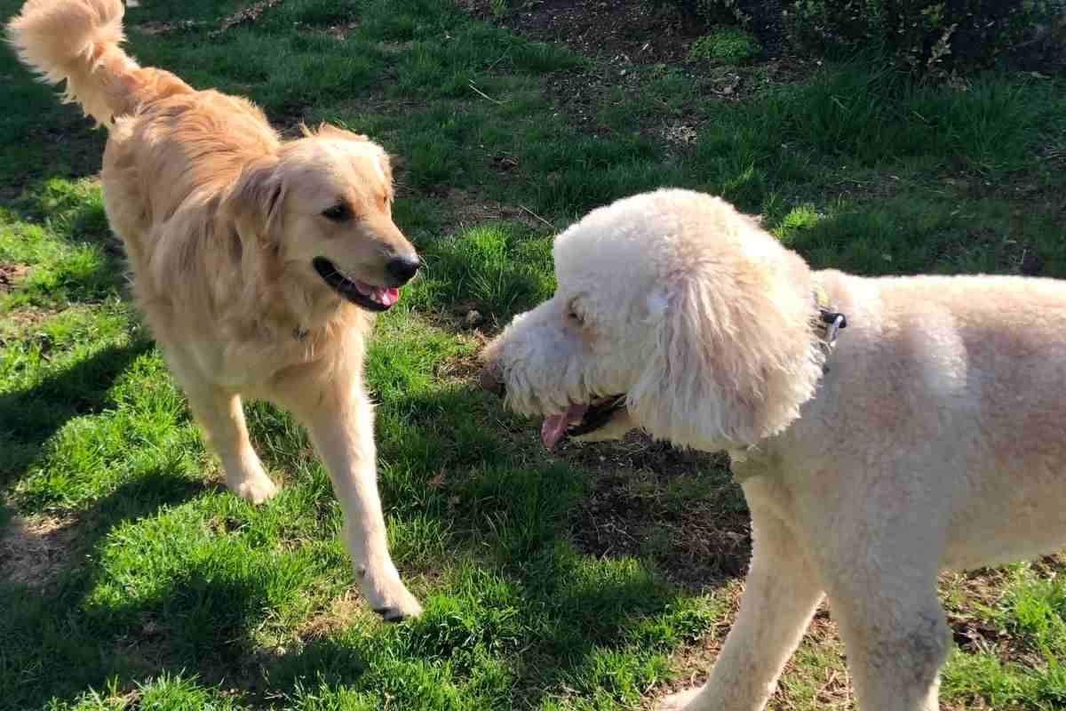 Are Goldendoodles Aggressive To Other Dogs? - Goldendoodle Advice