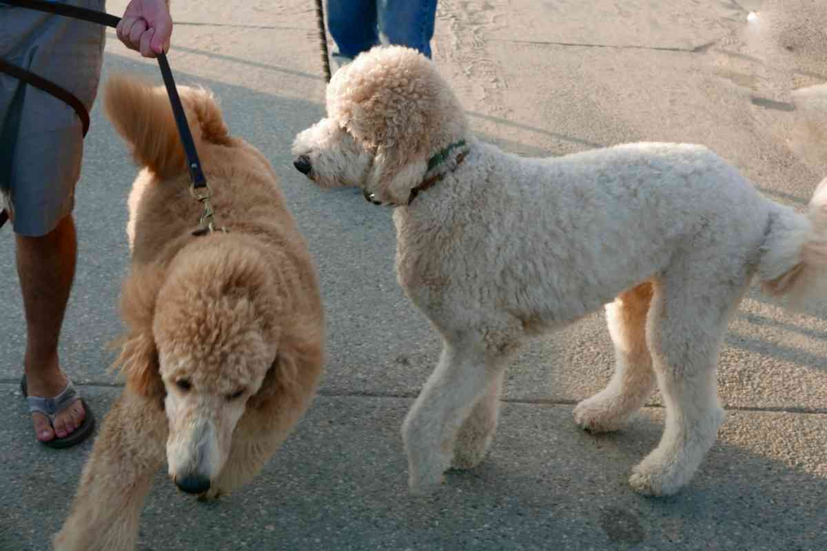 Are Goldendoodles Aggressive To Other Dogs?