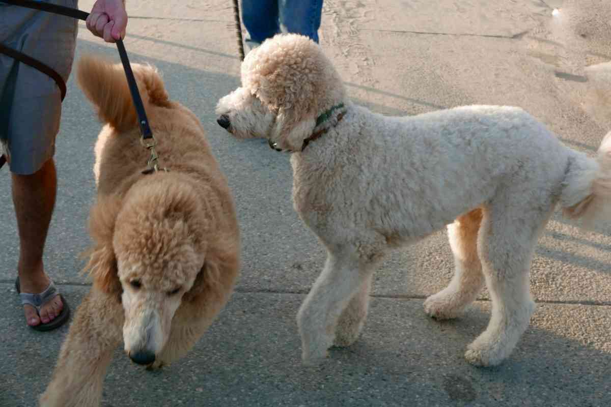 Are Goldendoodles Aggressive To Other Dogs? - Goldendoodle Advice