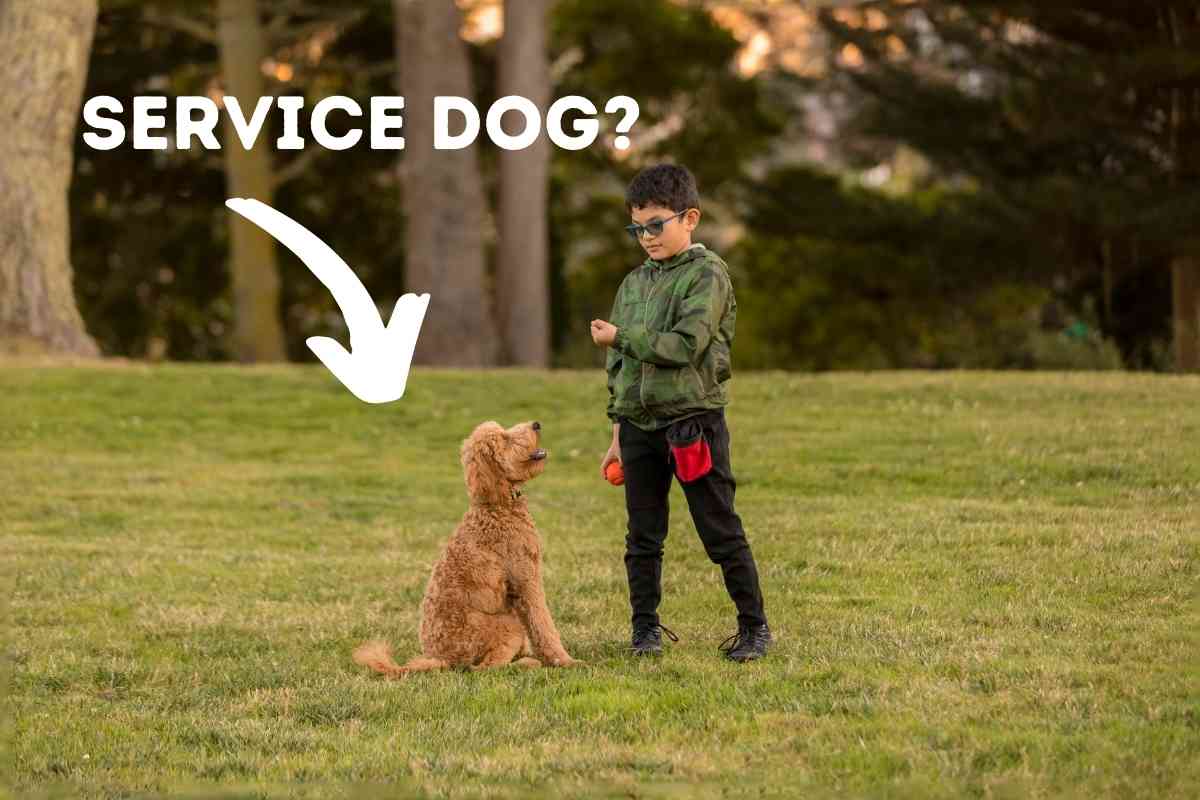 Can A Goldendoodle Be A Service Dog? 1 Can A Goldendoodle Be A Service Dog?