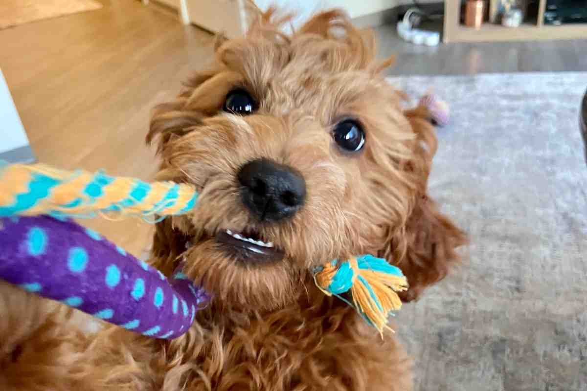 Can A Goldendoodle Have Straight Hair