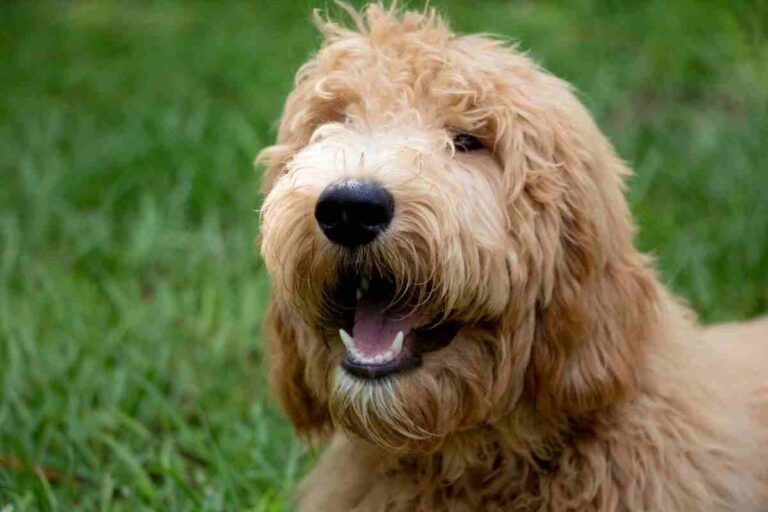 Can A Goldendoodle Have Straight Hair?