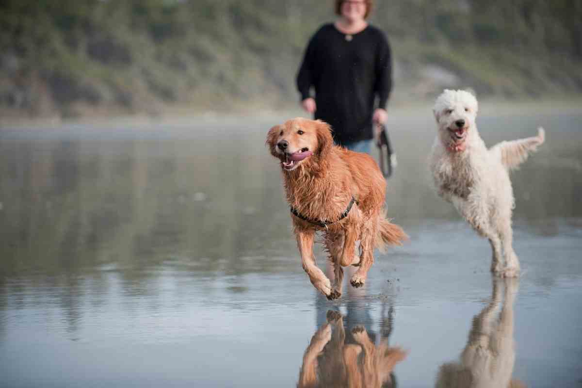 How Fast Can A Goldendoodle Run?