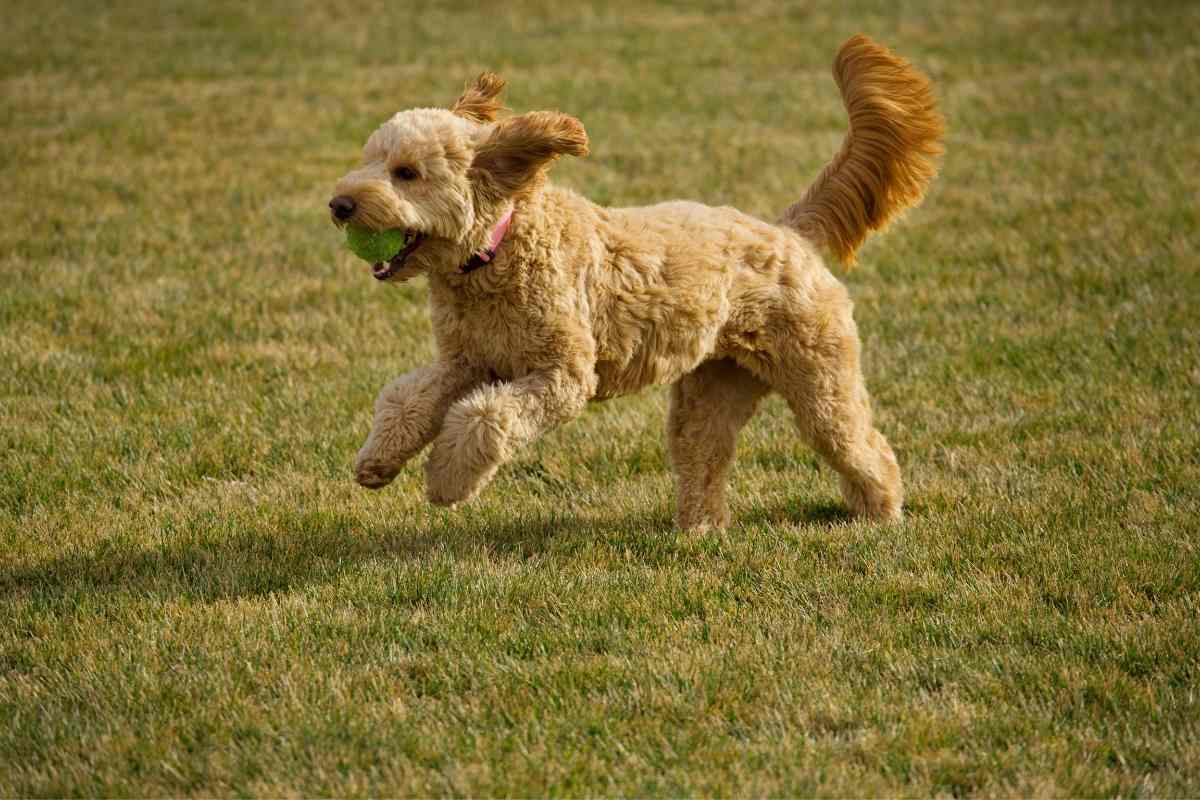 how fast can a mini poodle run