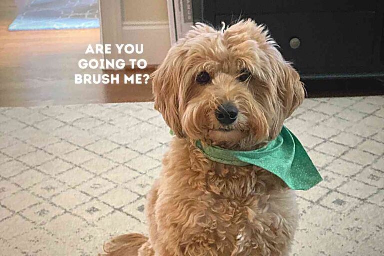 How Often Should I Comb My Goldendoodle? (Explained!)