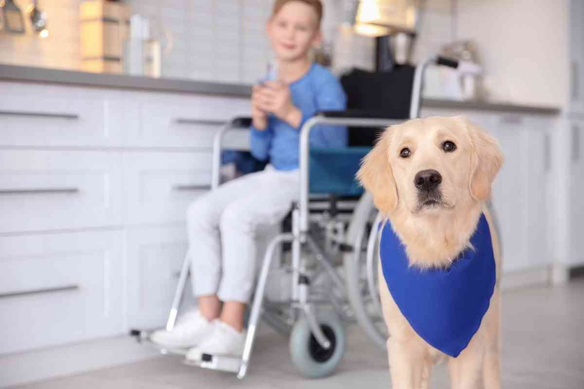Can A Goldendoodle Be A Service Dog? 1