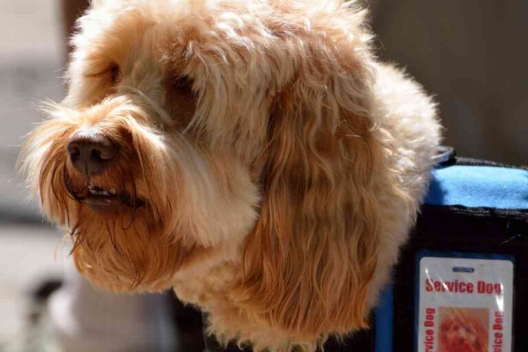 Can A Goldendoodle Be A Service Dog?