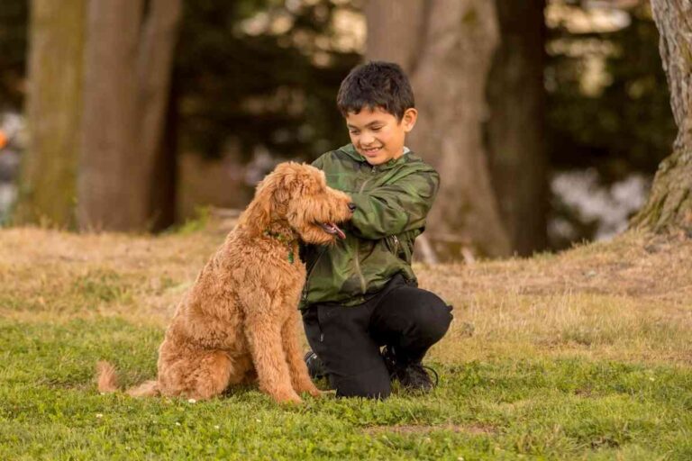 Can A Goldendoodle Be A Therapy Dog?
