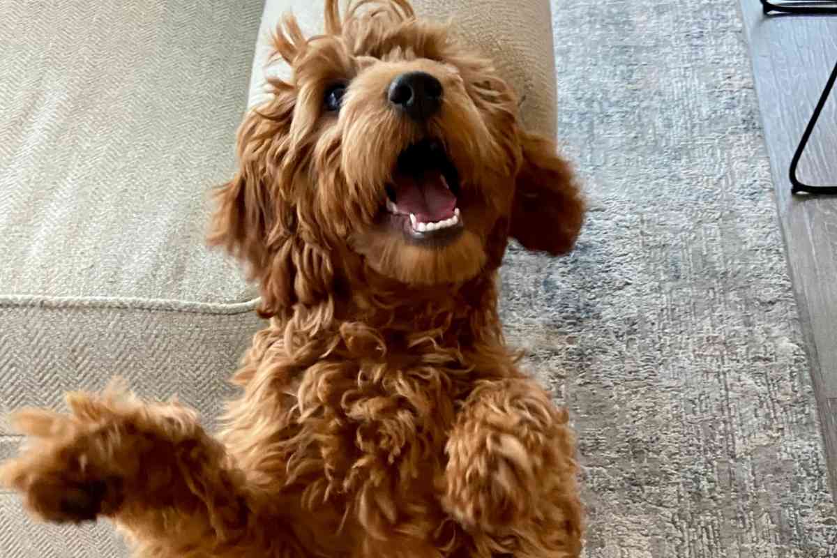 Can a Goldendoodle be Aggressive? - Goldendoodle Advice